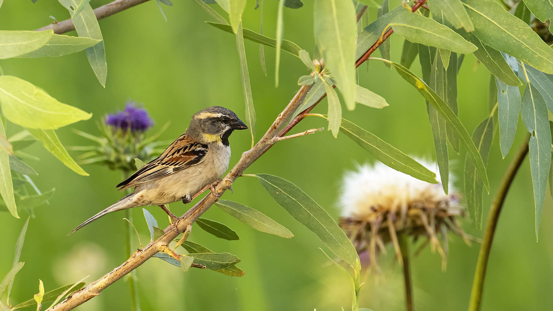 Dead Sea Sparrow